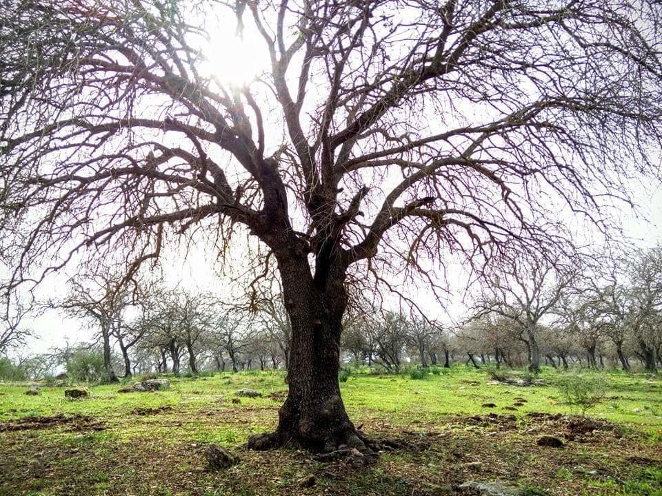 Oak Shade Villa Bethlehem of Galilee Buitenkant foto